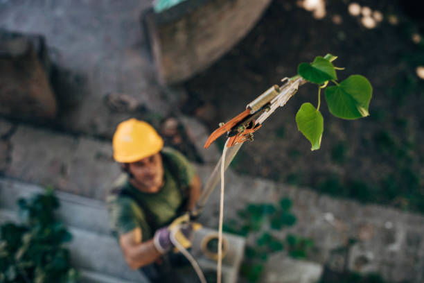 Best Tree Trimming and Pruning  in Country Club Hls, IL